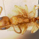 Image of Dolichoderus parvus Clark 1930