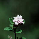 Image of rough shrubverbena