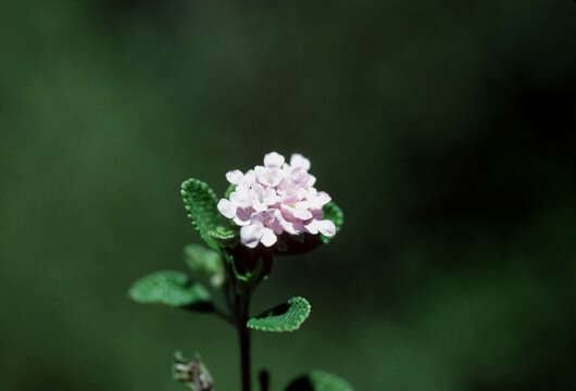 Image of rough shrubverbena