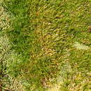 Image of Aciachne acicularis Laegaard