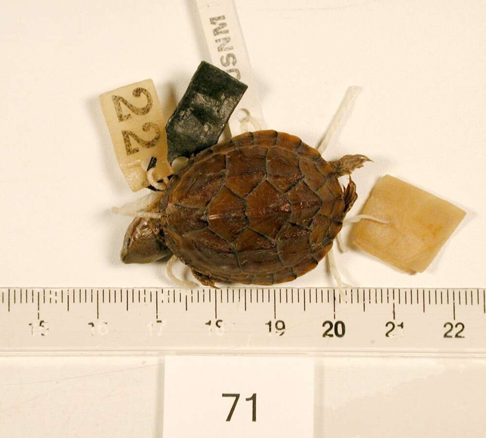 Image of Common Musk Turtle