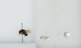 Bombus ephippiatus Say 1837 resmi