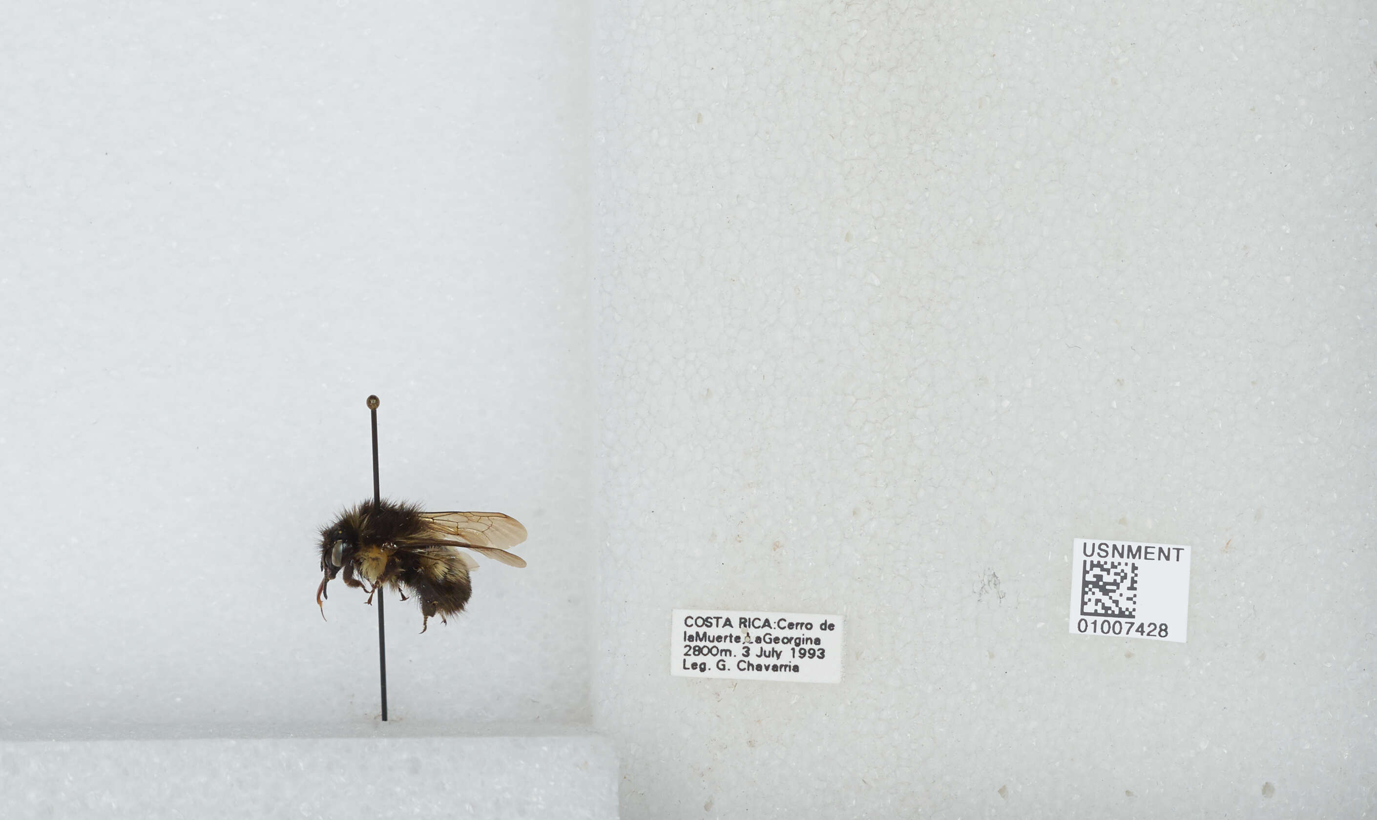 Bombus ephippiatus Say 1837 resmi