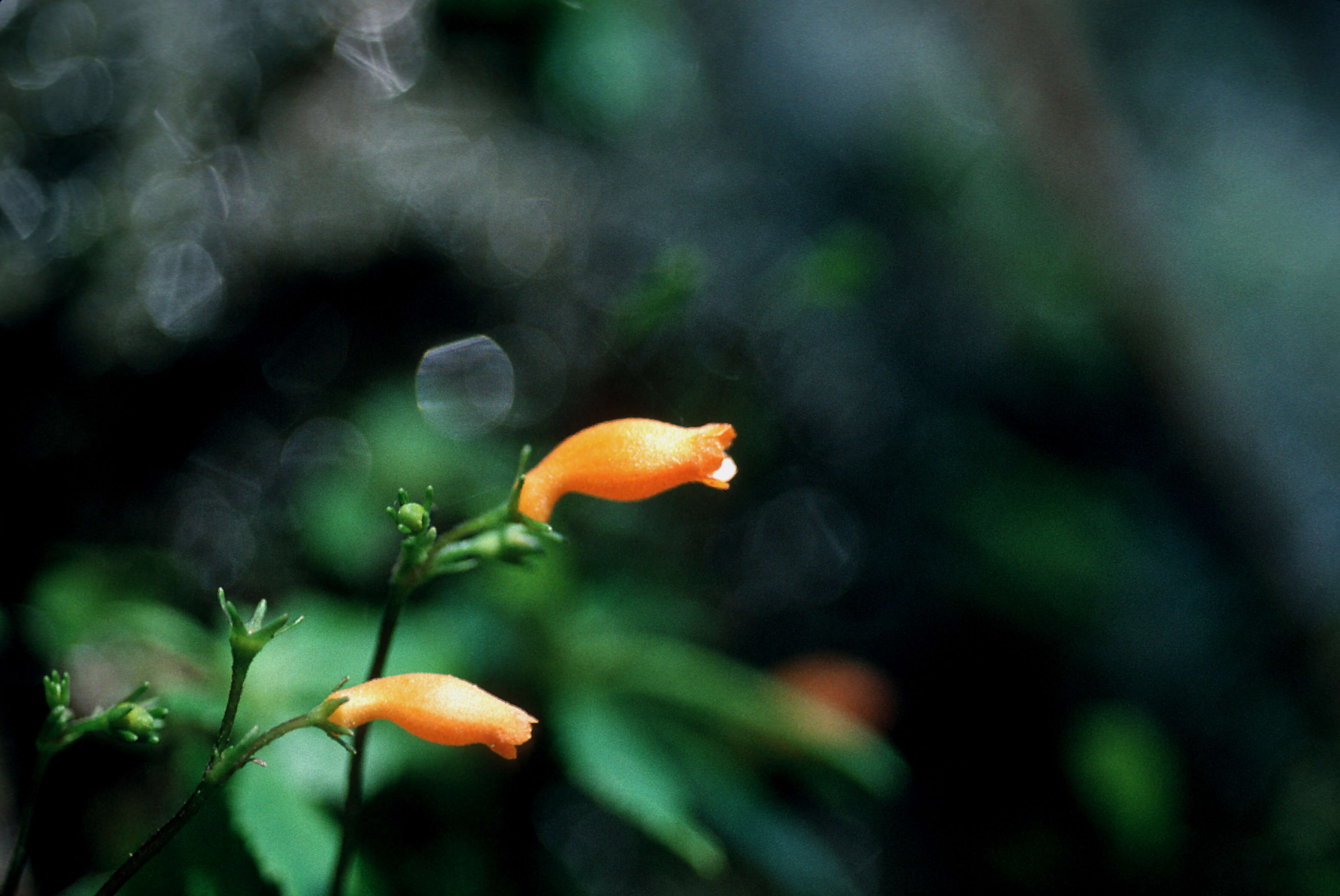 Image of yerba maricao de cueva