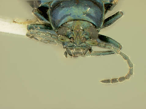 Image of Alder Flea Beetle