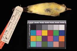 Image of Vireo pallens wetmorei Phillips & AR 1991