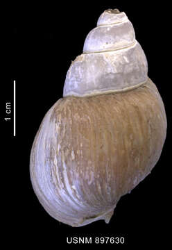 Image of Neobuccinum E. A. Smith 1879