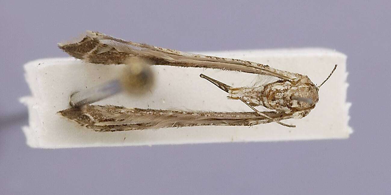 Image of Stenoptilodes heppneri Gielis 2006