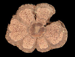 Image of Diplopterys krukoffii (B. Gates) W. R. Anderson & C. Davis
