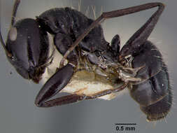 Image de Camponotus vividus semidepilis Wheeler 1922