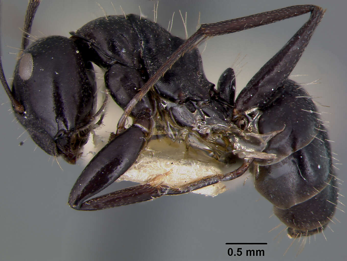 Camponotus vividus semidepilis Wheeler 1922的圖片