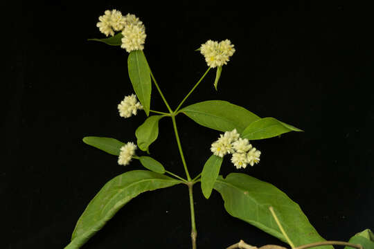 Image of Alternanthera pycnantha (Benth.) Standl.