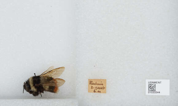 Image of Bombus rufofasciatus Smith 1852