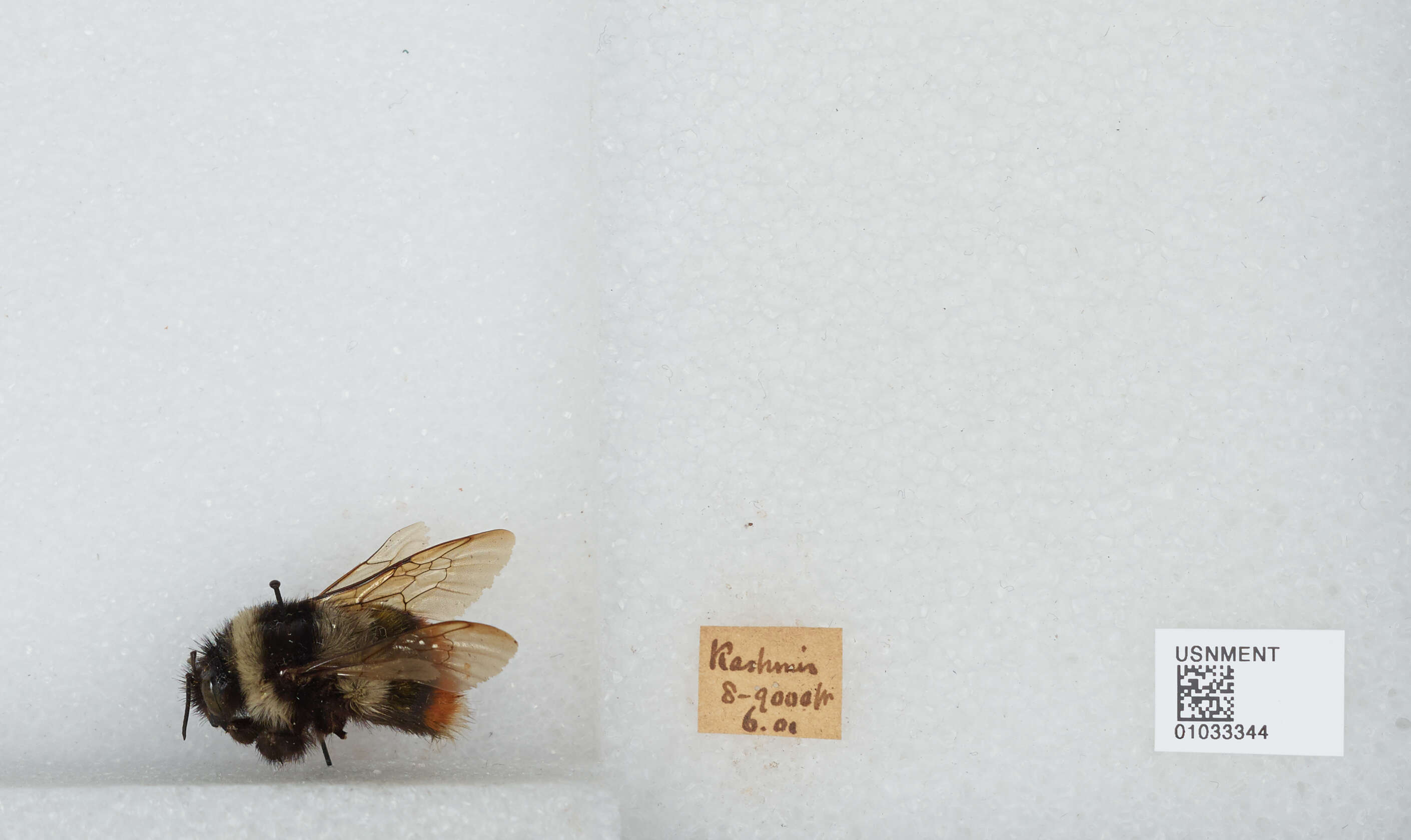 Image of Bombus rufofasciatus Smith 1852