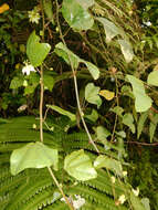 Image of Passiflora andersonii DC.