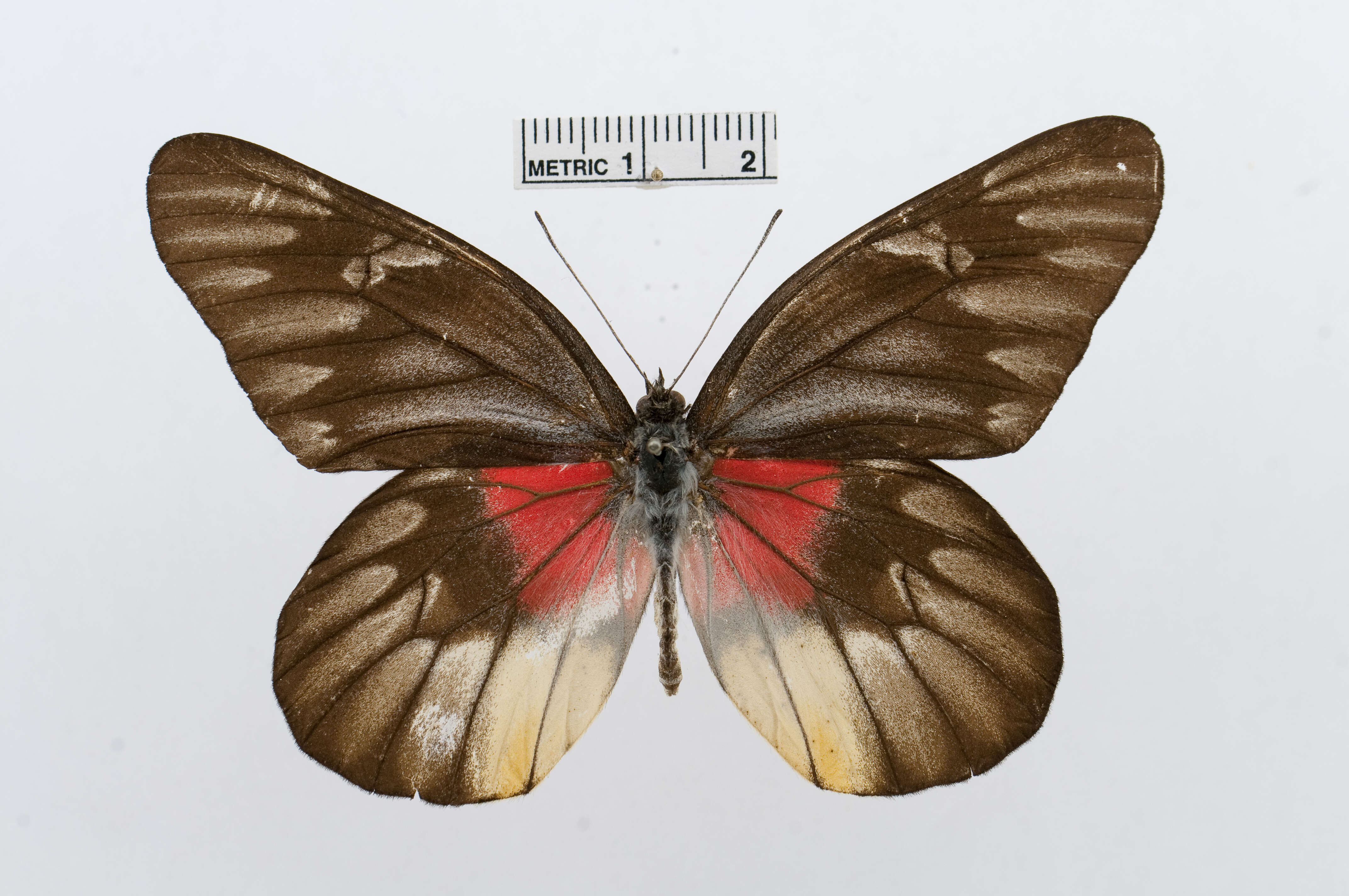 Image of Delias acalis (Godart 1819)