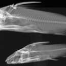 Image of Conguito sea catfish