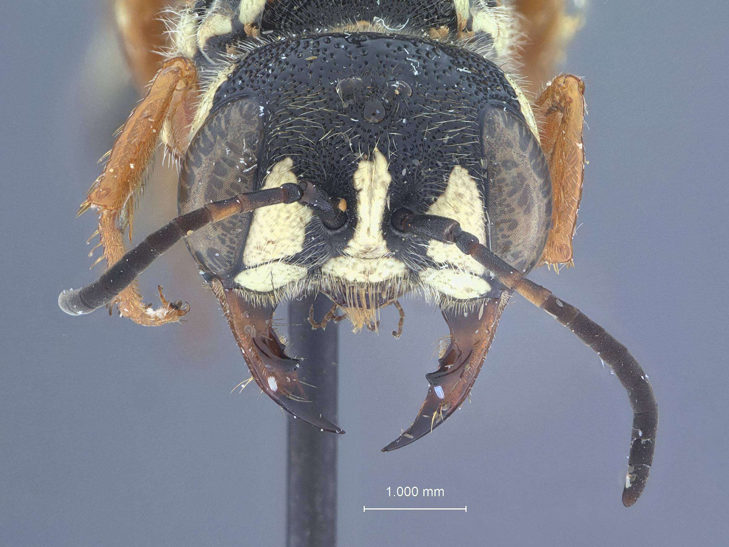 Image of Eucerceris atrata Scullen 1968
