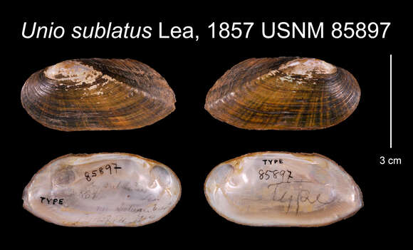 Image of Unio sublatus I. Lea 1857