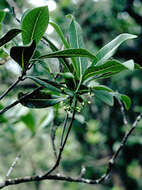Image of forest wild coffee