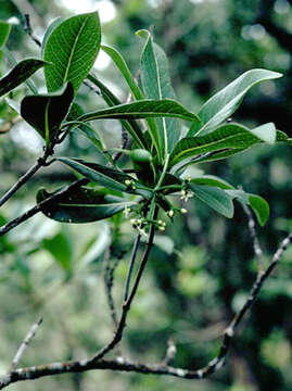 Image of forest wild coffee