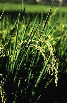 Image of rice