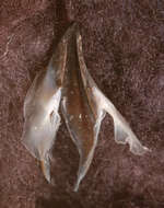 Image of Coffee bean scaled squid