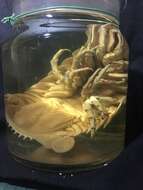 Image of Giant Isopods