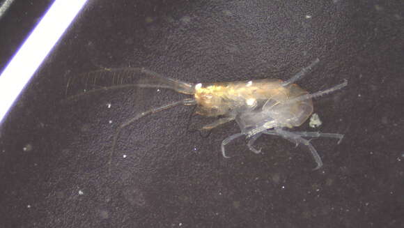 Image of Amphipoda