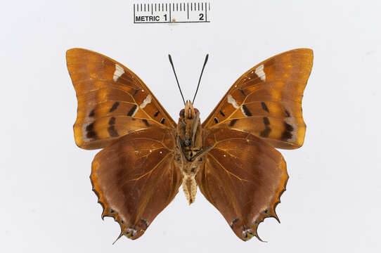 Imagem de Charaxes lactetinctus Karsch 1892