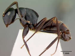 Image of Camponotus maafui Mann 1921