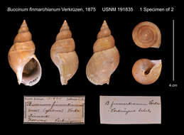 Image of Buccinum finmarkianum Verkrüzen 1875