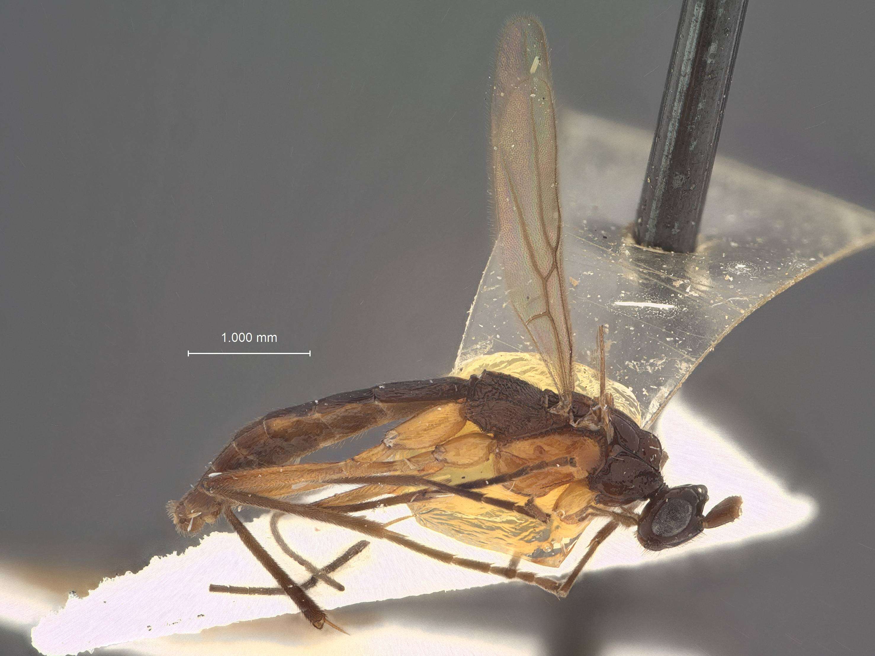 Image of Macrocentrus infumatus Muesebeck 1938