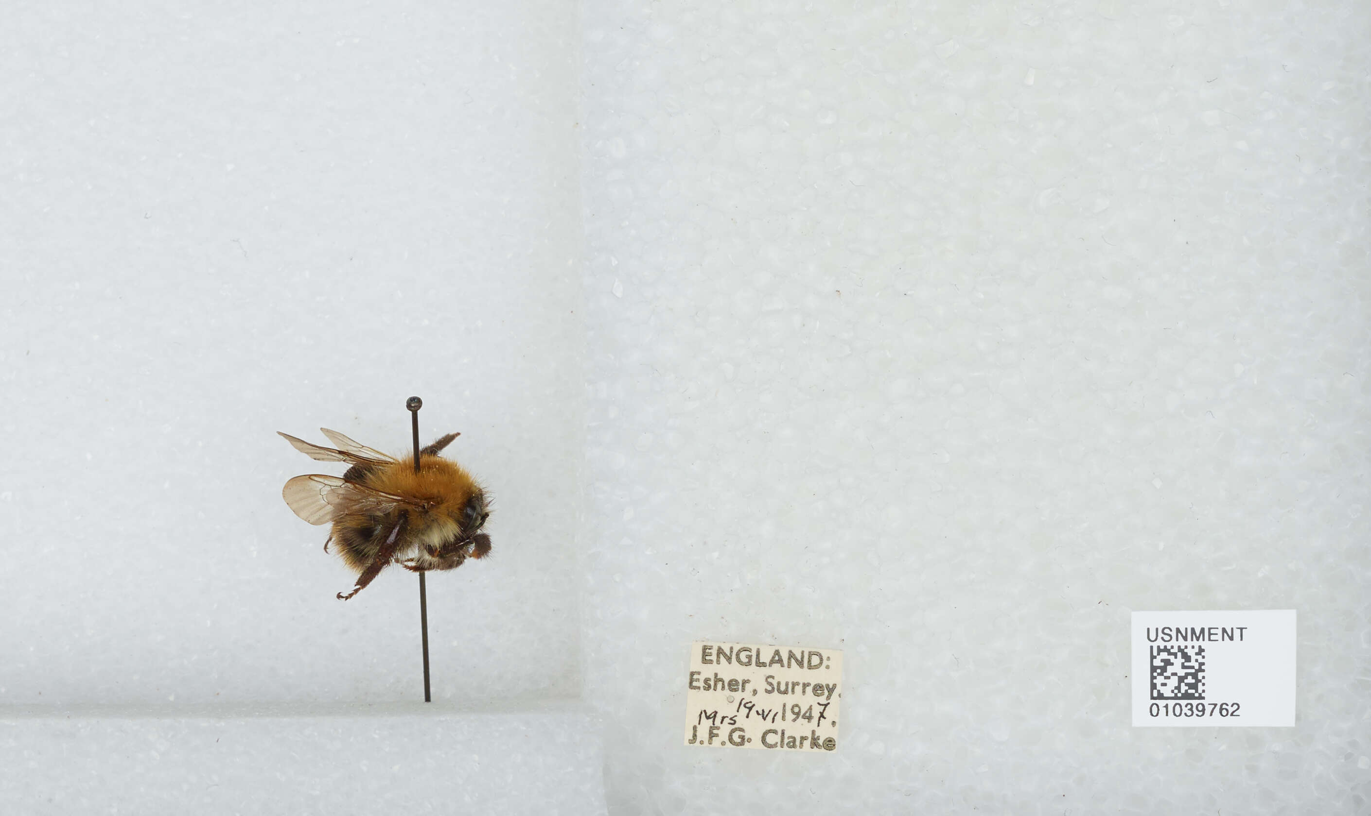 Image of Common carder bumblebee