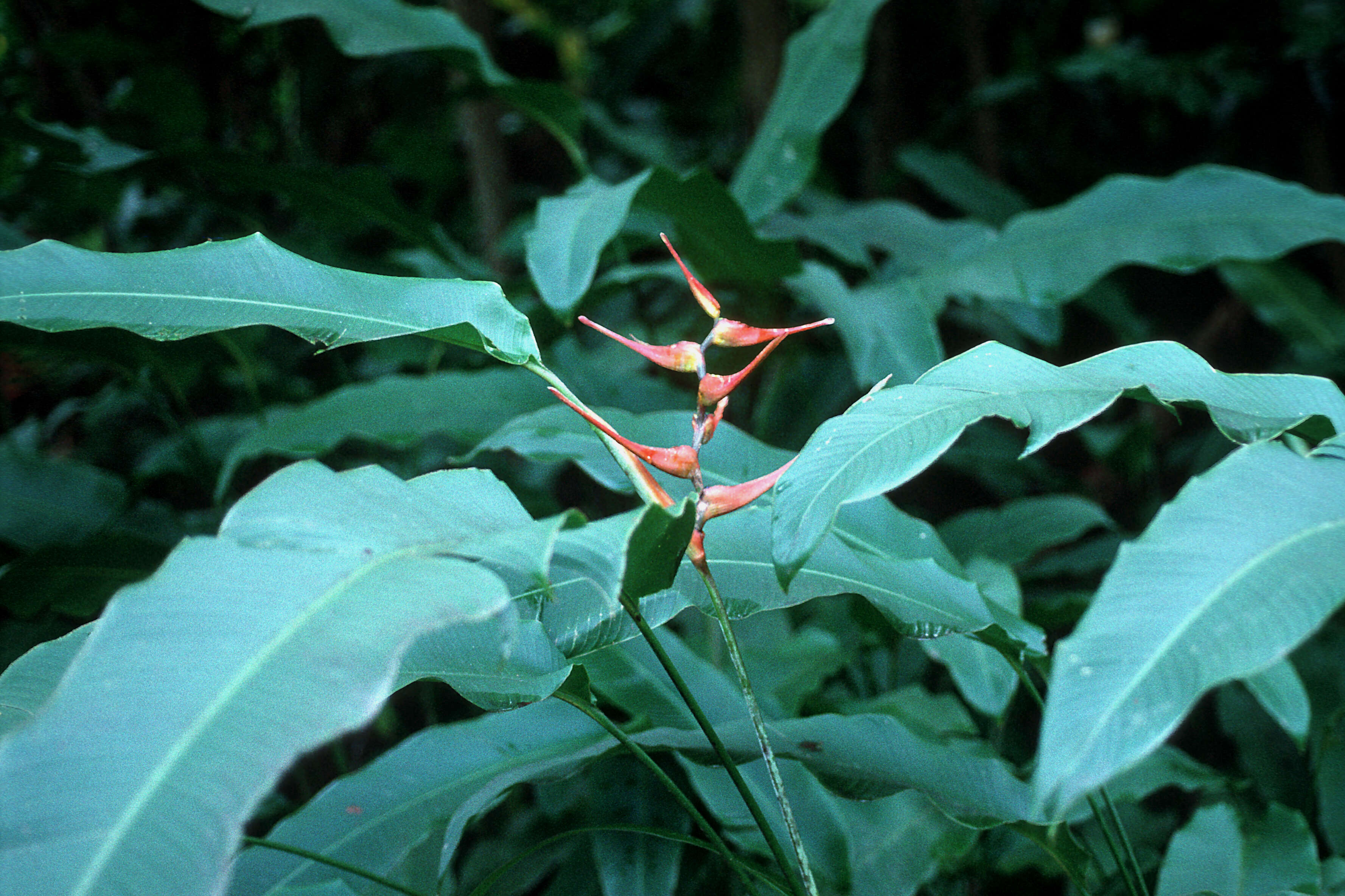 Plancia ëd Heliconia latispatha Benth.