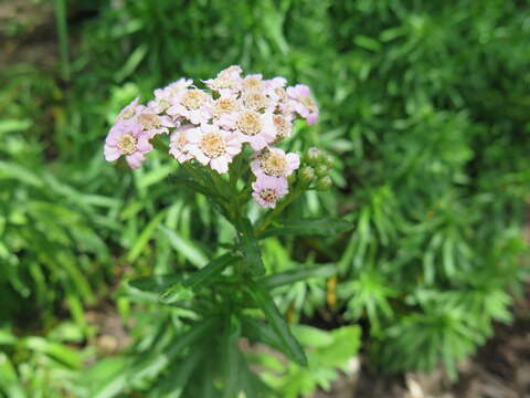 Image of Siberian yarrow