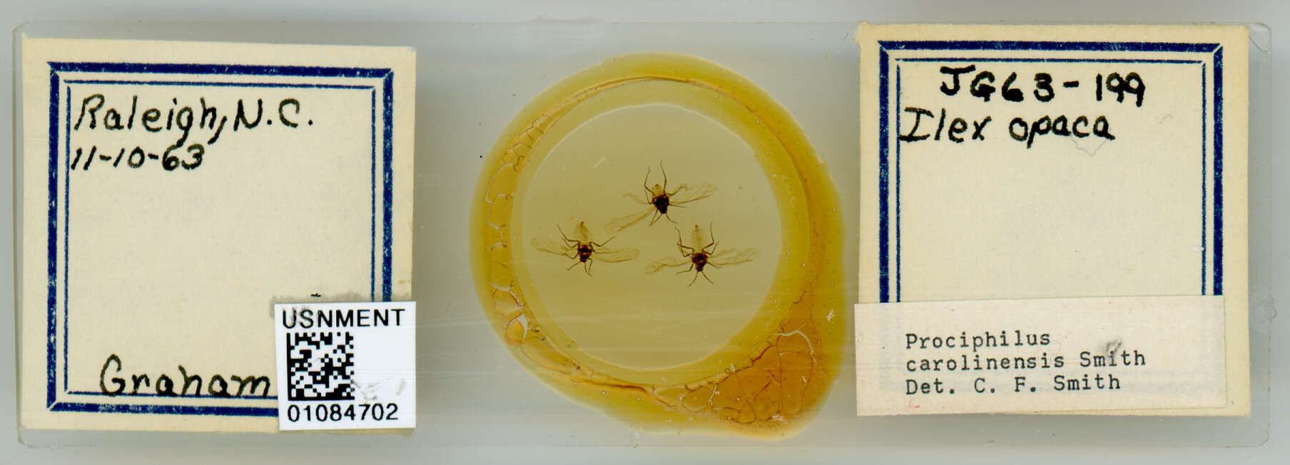 Image of Prociphilus (Prociphilus) carolinensis Smith & C. F. 1969