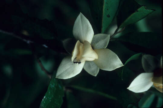 Image of Duguetia quitarensis Benth.