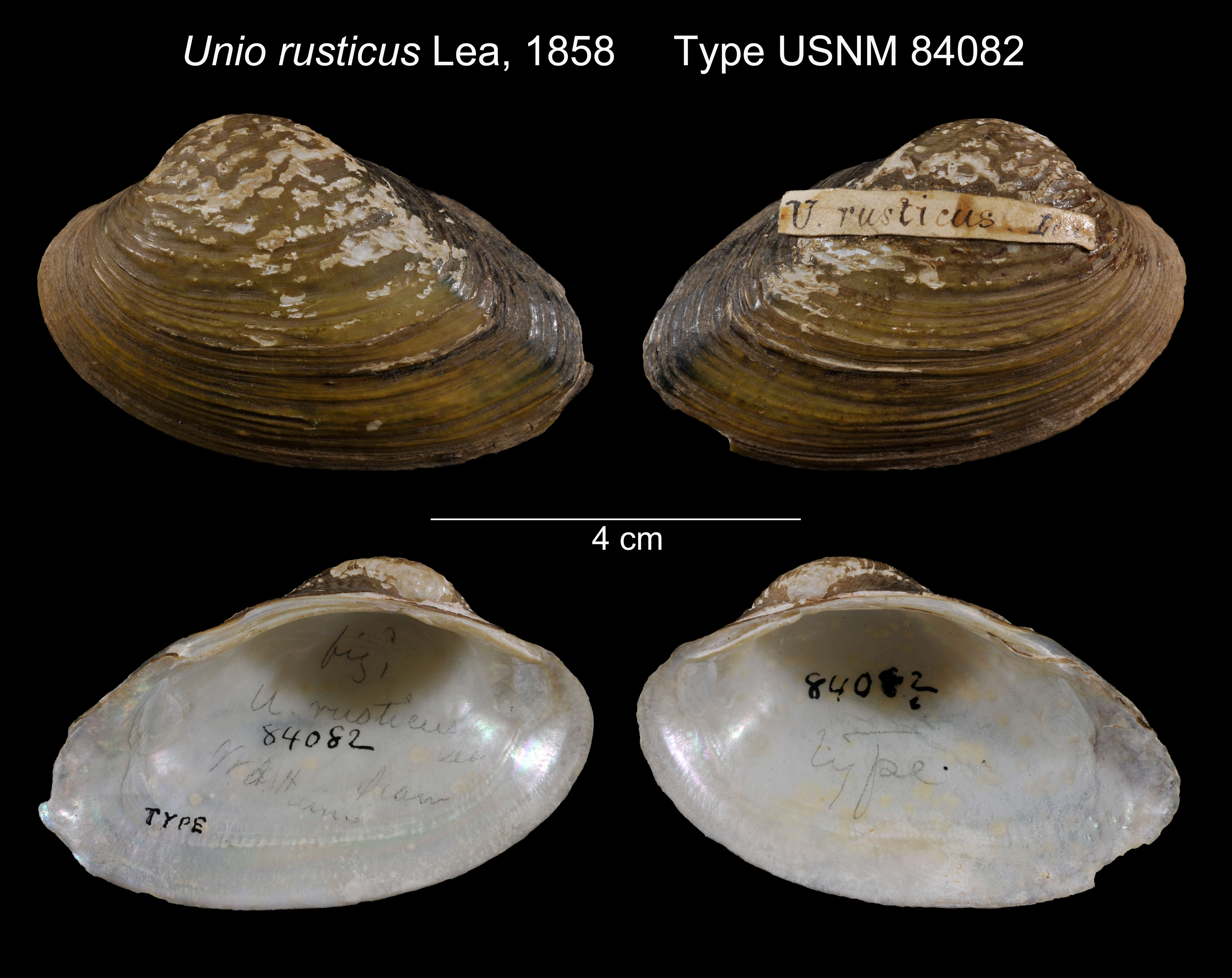 Image of Unio rusticus I. Lea 1856