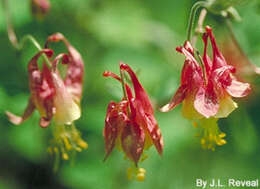 Image of red columbine