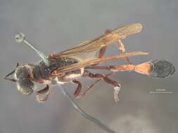 Image of Ammophila leoparda (Fernald 1934)