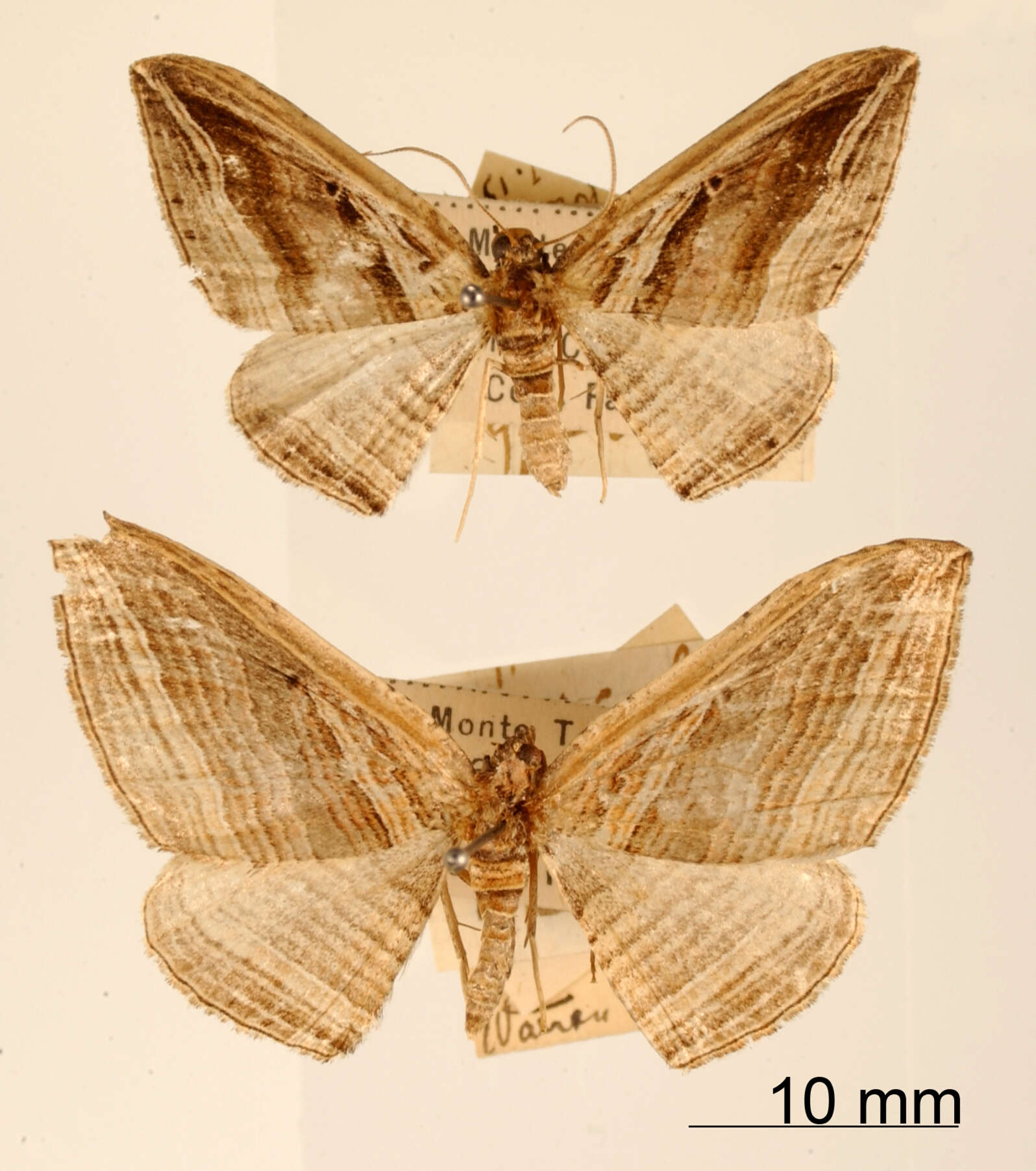 Image of Coenocalpe spissilineata Dognin 1916