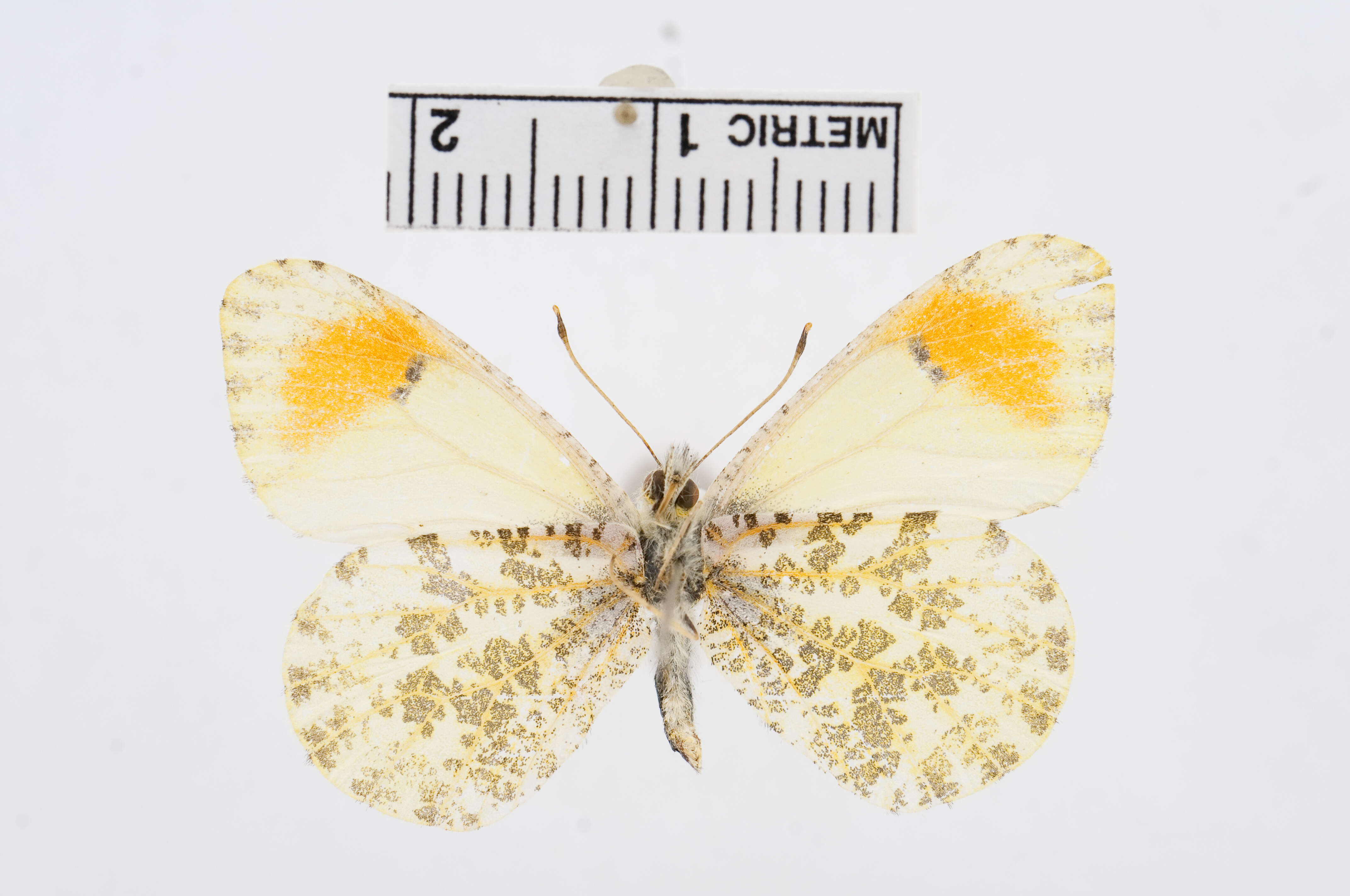 Image of Sara Orangetip