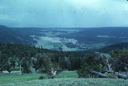 Image of Colorado Bristlecone Pine