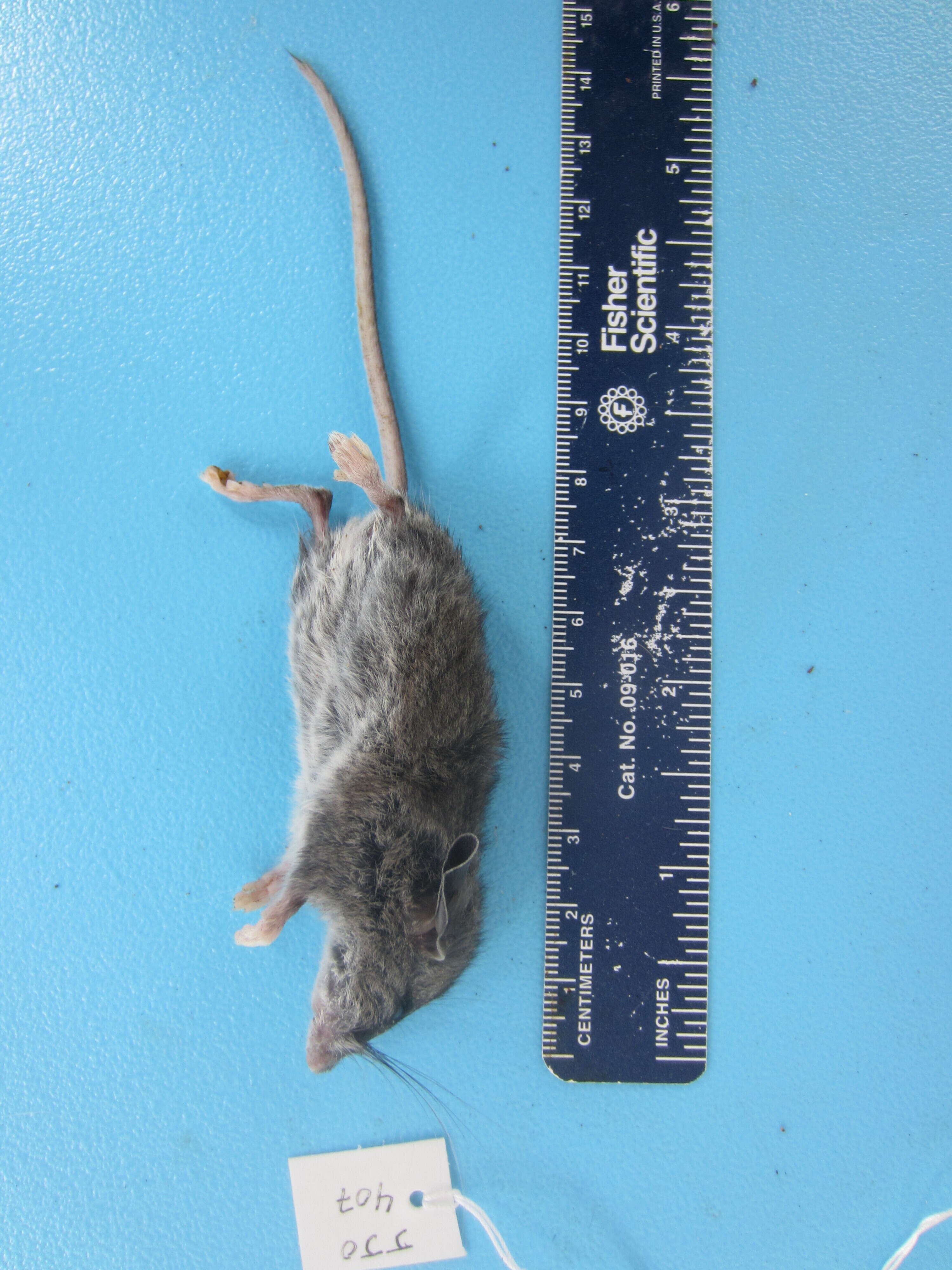 Image of Deer Mouse
