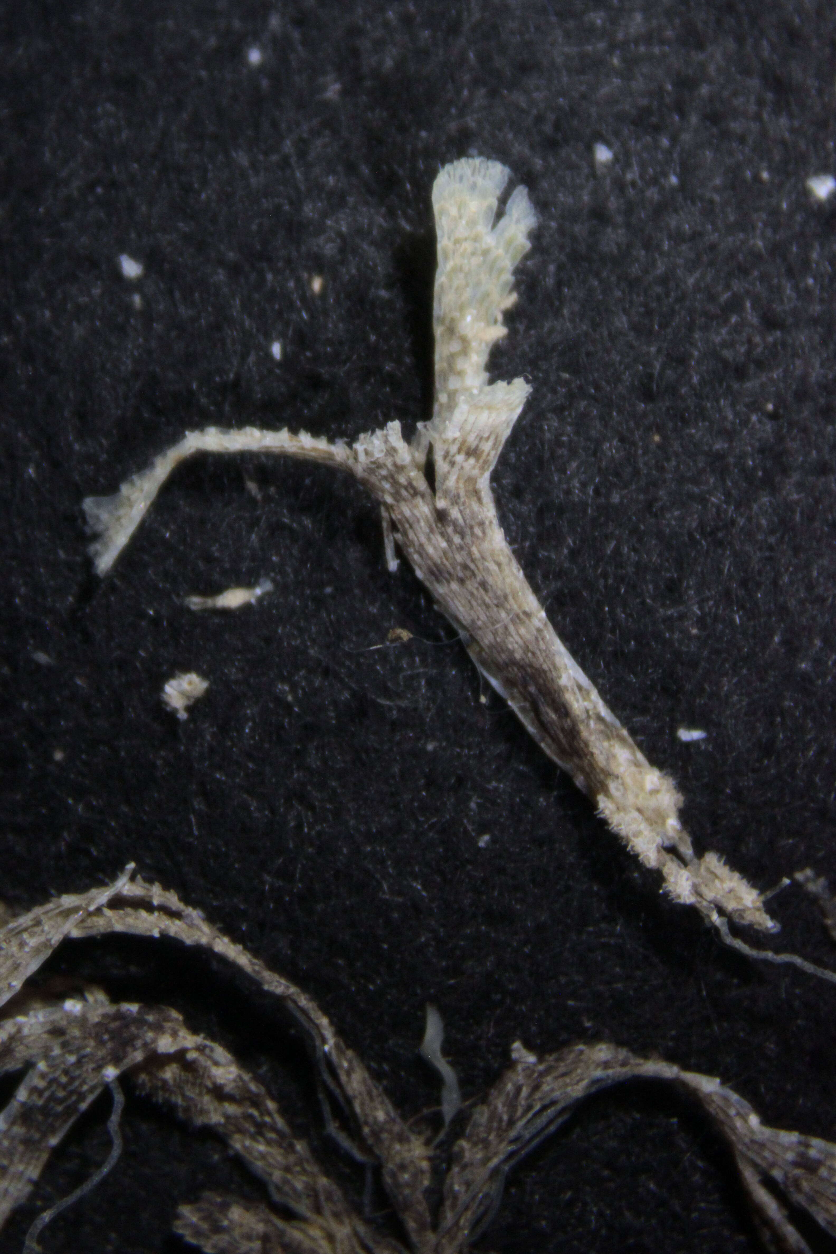 Image of Dendrobeania flustroides (Levinsen 1887)