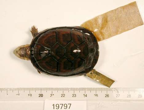 Image of White-lipped mud turtle