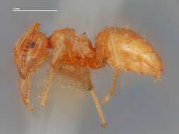 Image of Lasius speculiventris Emery 1893