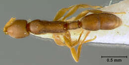 Image of Probolomyrmex dammermani Wheeler 1928