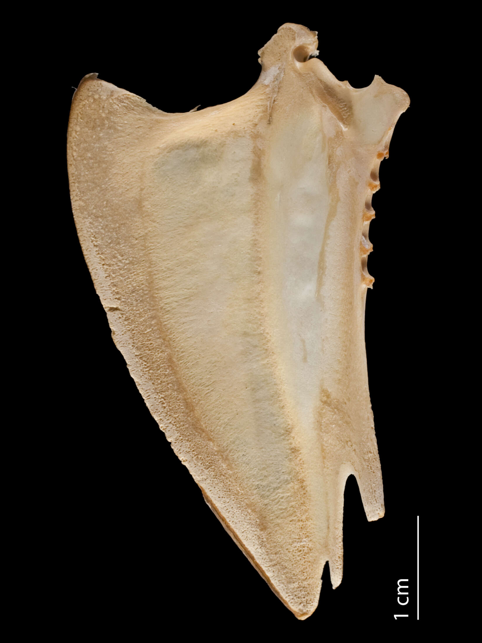 Image of Ibidorhynchidae